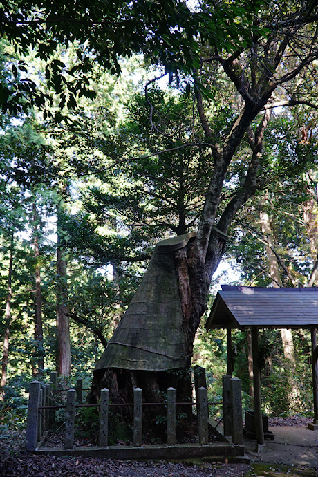 盈岡神社のシイノキ