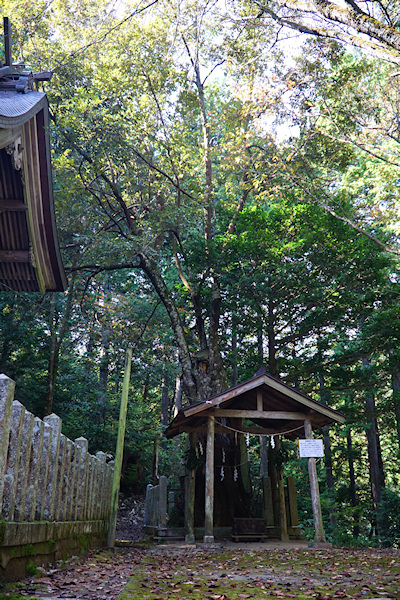 盈岡神社のシイノキ