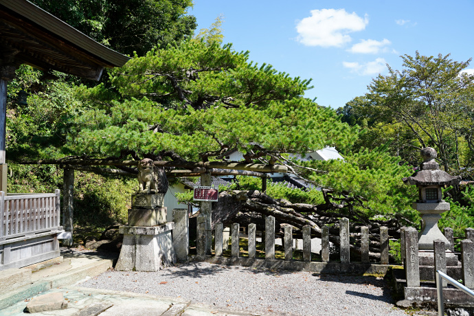 宮田の五葉松