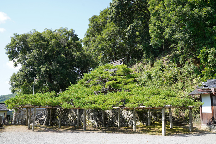 宮田の五葉松