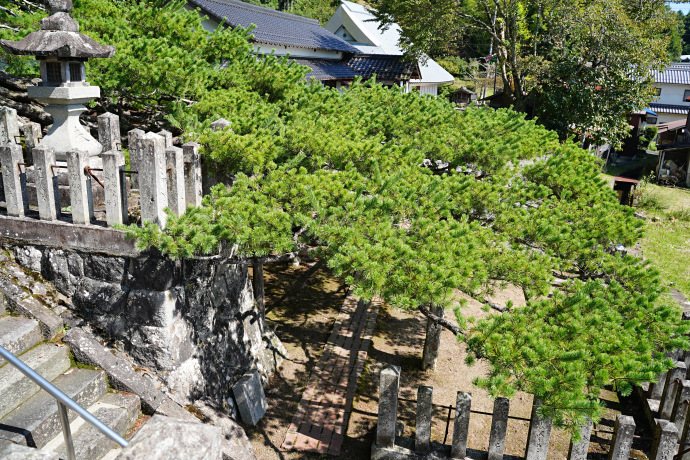 宮田の五葉松