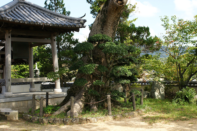 妙京寺の楠