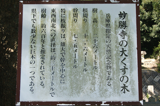 妙勝寺の大くすの木　説明板