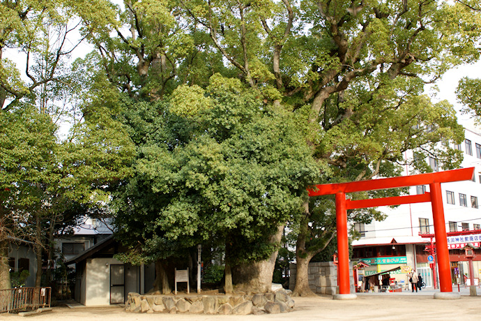 長田神社のクスノキ
