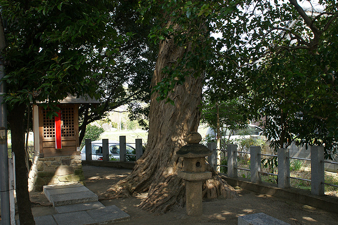 中野稲荷神社のイヌマキ