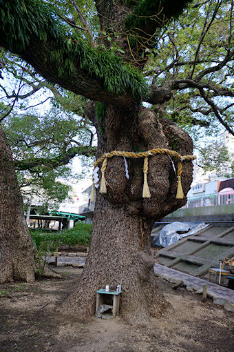 武庫川河川敷のクスノキ（１）