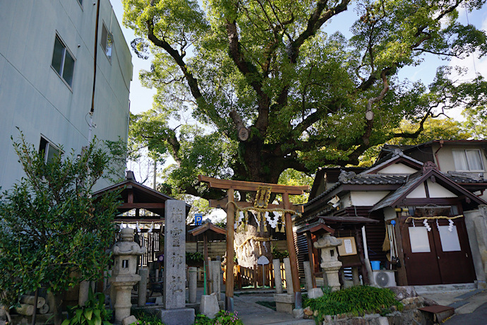 楠霊神社のクスノキ