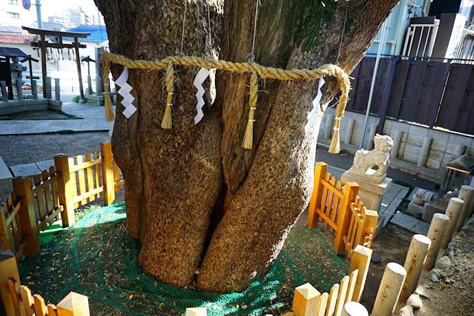 楠霊神社のクスノキ