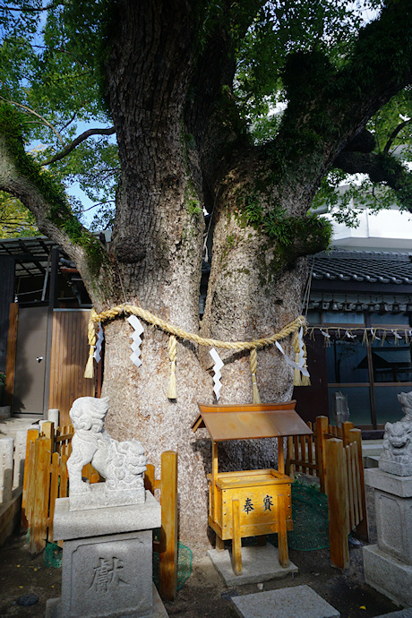 楠霊神社のクスノキ