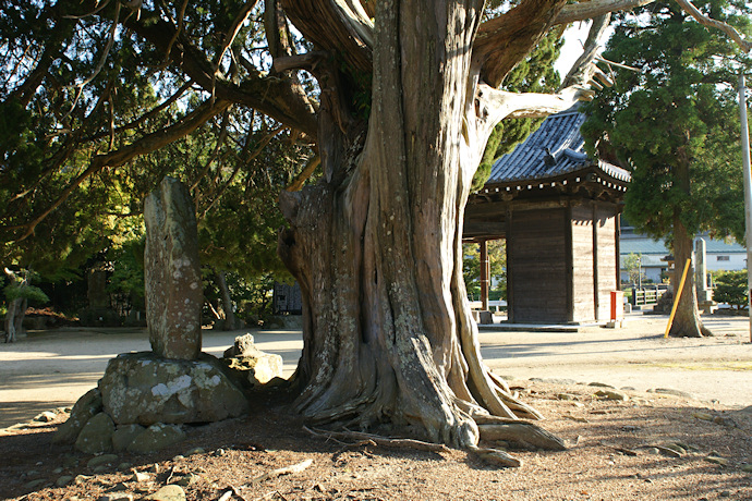 成相寺のイブキ
