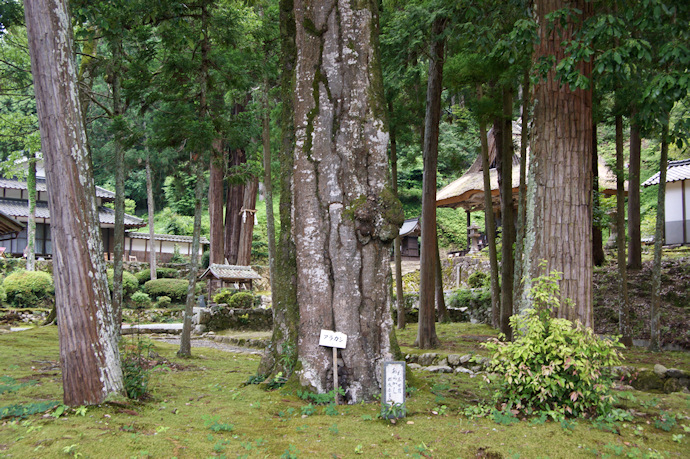 新井神社のアラカシ