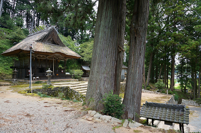 新井神社の三本杉