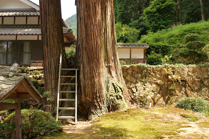 新井神社の三本杉