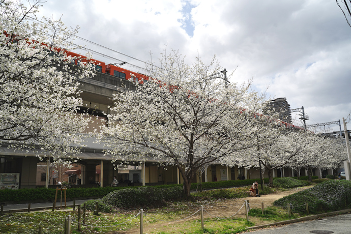 西宮権現平桜（六湛寺南公園）