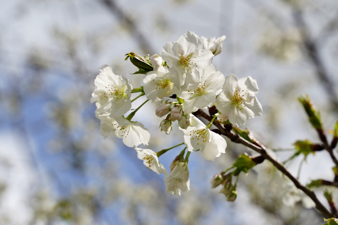 西宮権現平桜