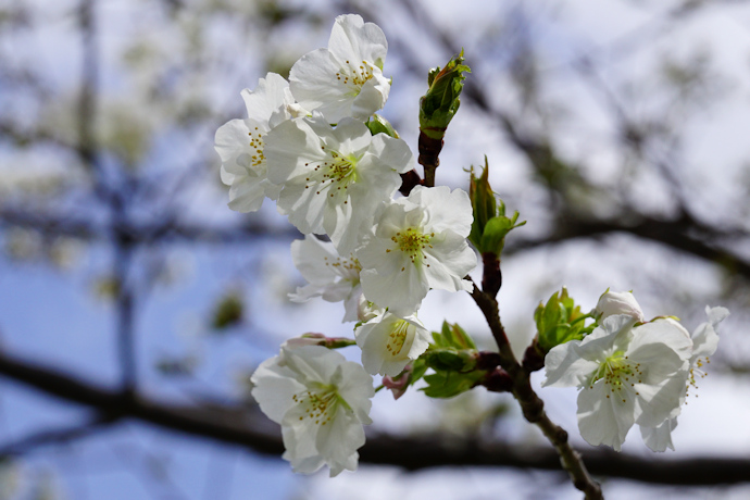 西宮権現平桜