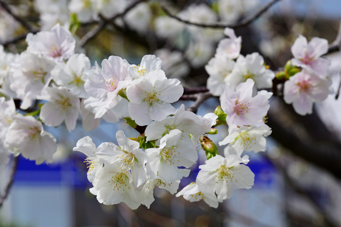 西宮権現平桜