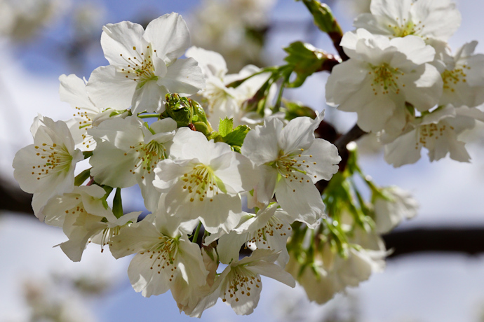 西宮権現平桜