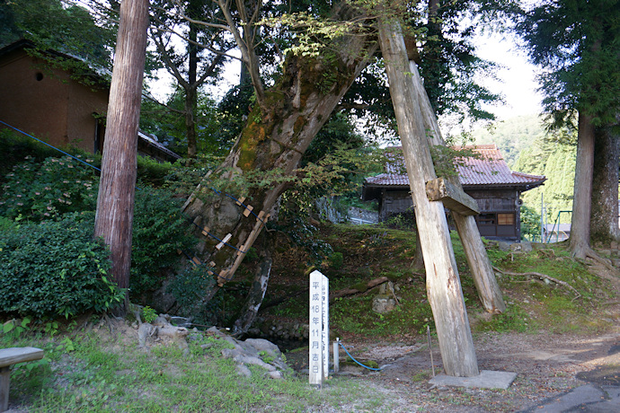 小江神社の大ケヤキ