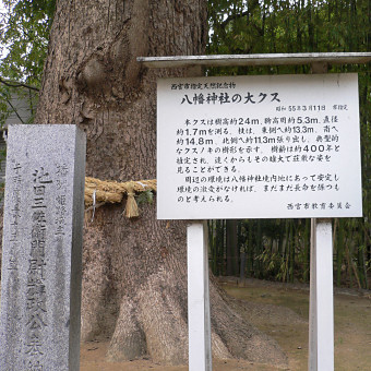 八幡神社の大クス説明板と石碑
