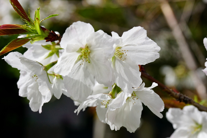 岡本桜