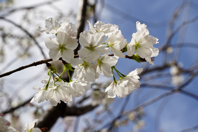 岡本桜