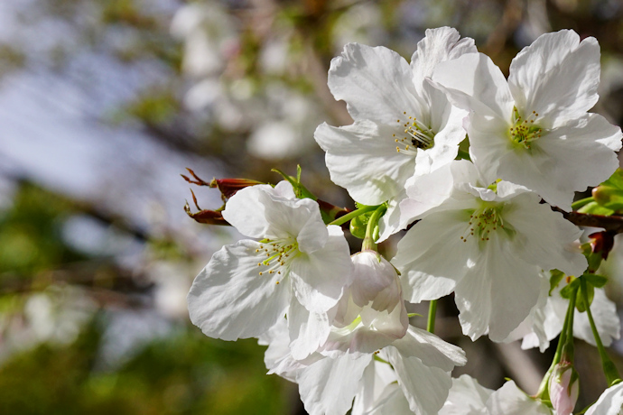 岡本桜