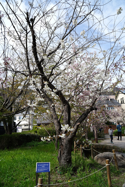 岡本桜