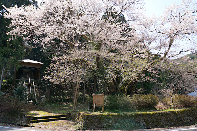 ほそき神社のおまき桜