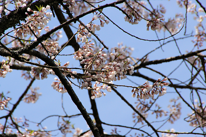 おまき桜の花