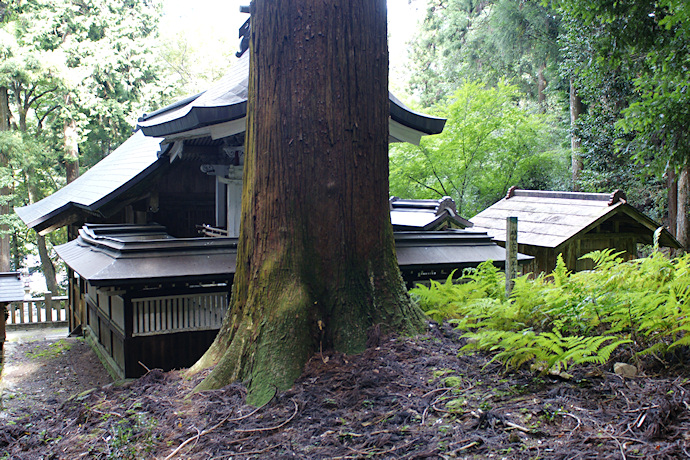 小野諏訪神社の大スギ