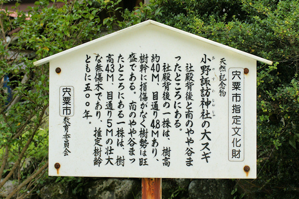 諏訪神社の大スギ説明板