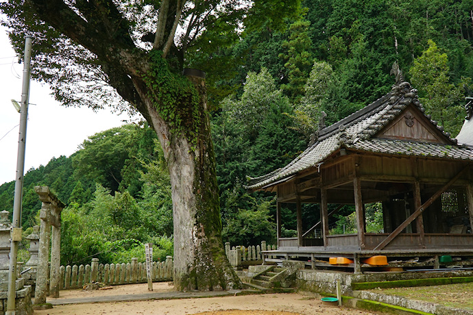 大河内神社の大ケヤキ