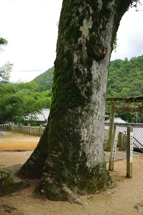 大河内神社の大ケヤキ