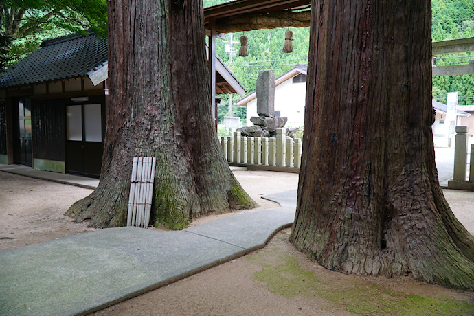 大年神社の夫婦杉