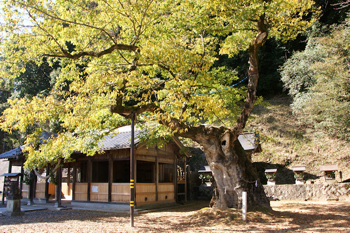 落地八幡神社のムクノキ