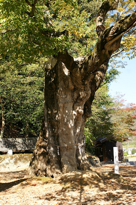 落地八幡神社のムクノキ