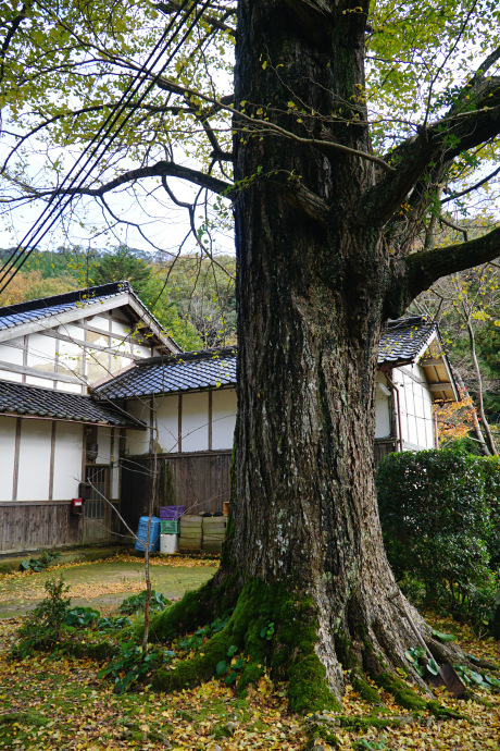 楞厳寺のイチョウ