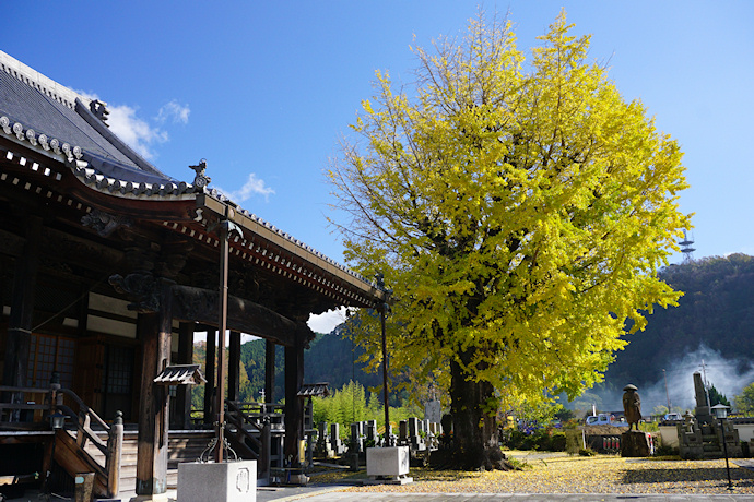 西光寺のイチョウ