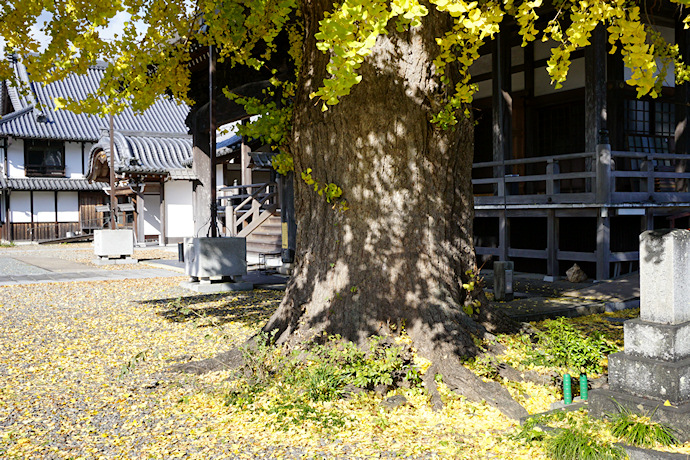 西光寺のイチョウ