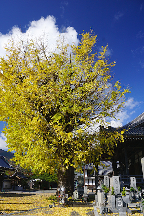 西光寺のイチョウ