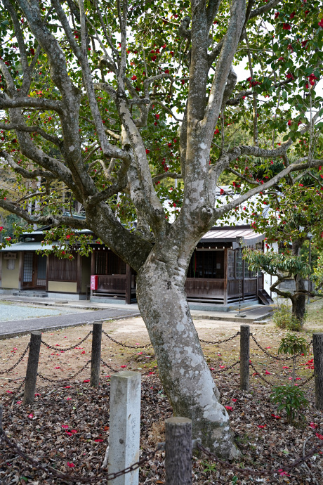 西林寺の唐子ツバキ