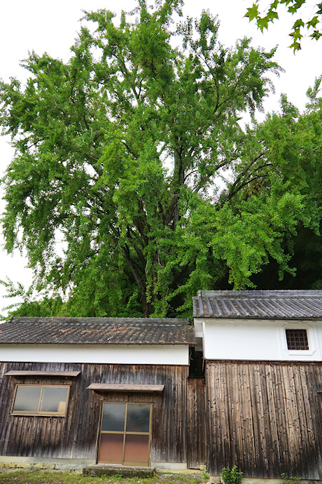 佐野邸の大イチョウ