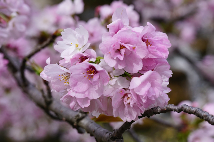 笹部桜