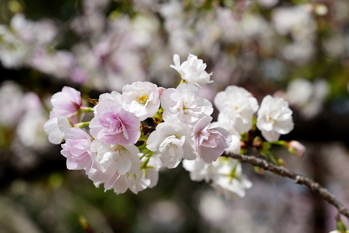 笹部桜