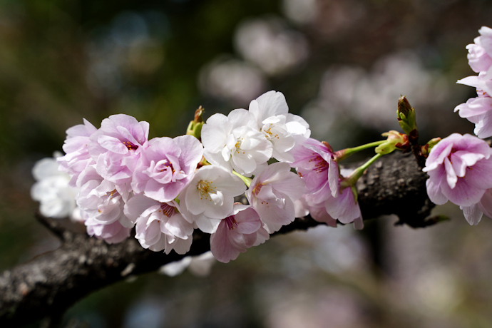 笹部桜