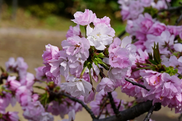 笹部桜