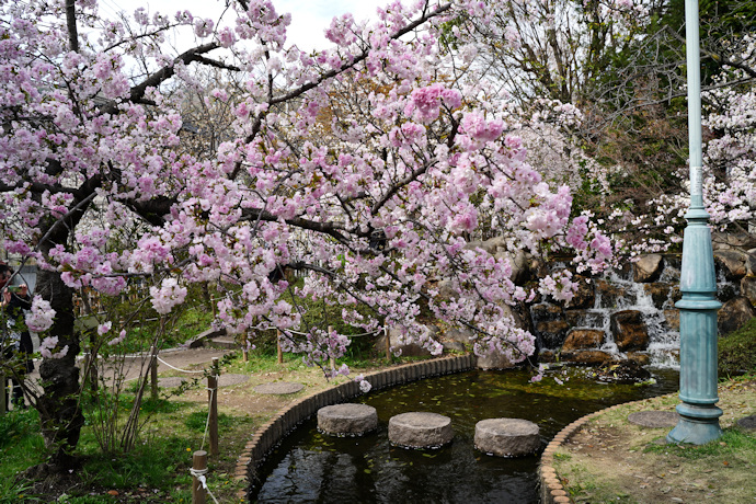 岡本南公園（桜守公園）