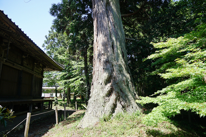 清薗寺の大杉