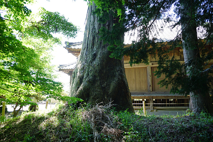 清薗寺の大杉